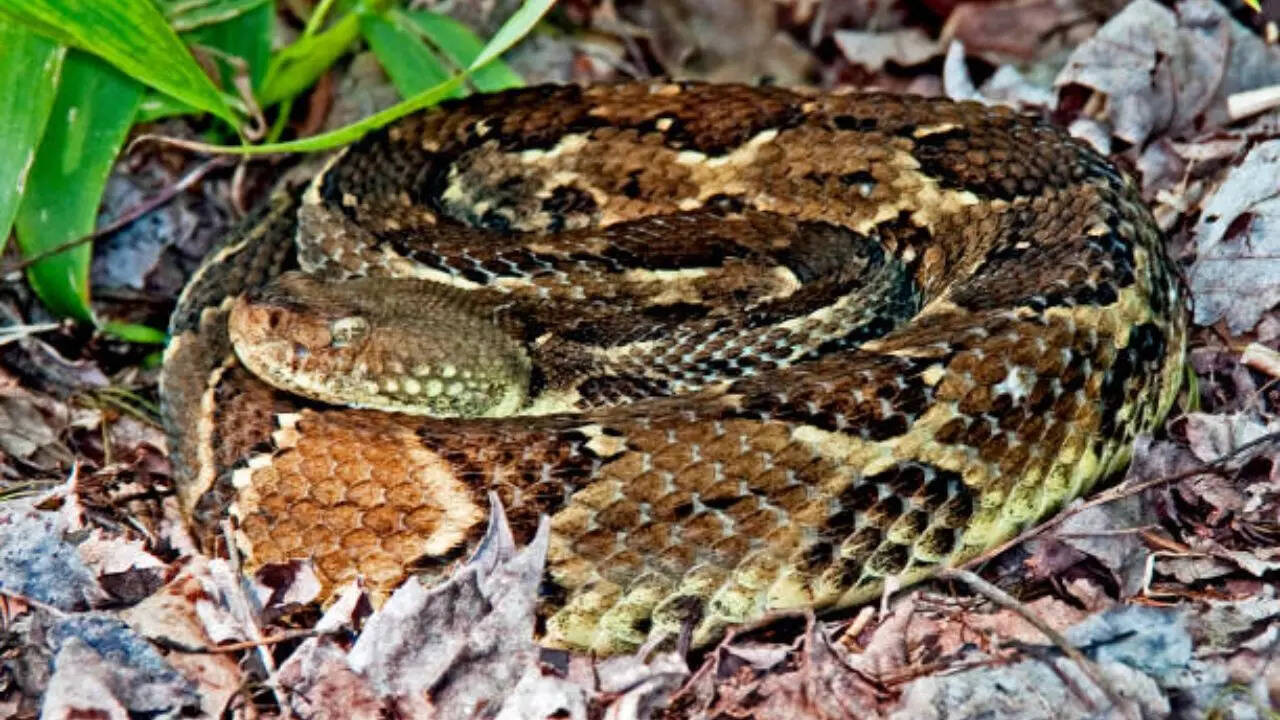 10 scariest snakes that are known to lurk around backyards