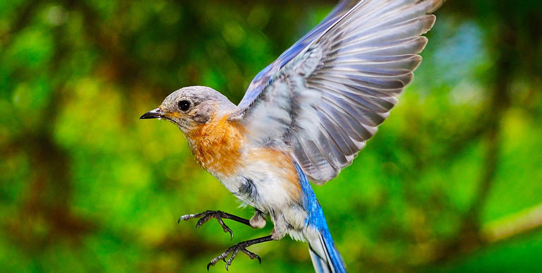 How I Bird-Proofed My Windows to Help Save our Feathered Friends