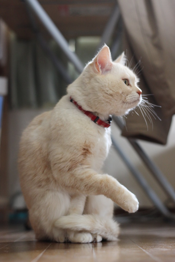 11 Countertop Appliances That May Be Harming Your Health