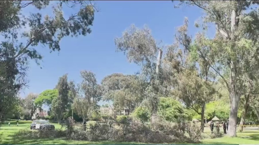 PHOTOS 2 adults, 1 child hospitalized after large tree branch falls at