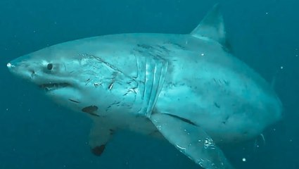 Moment diver comes face to face with giant great white shark