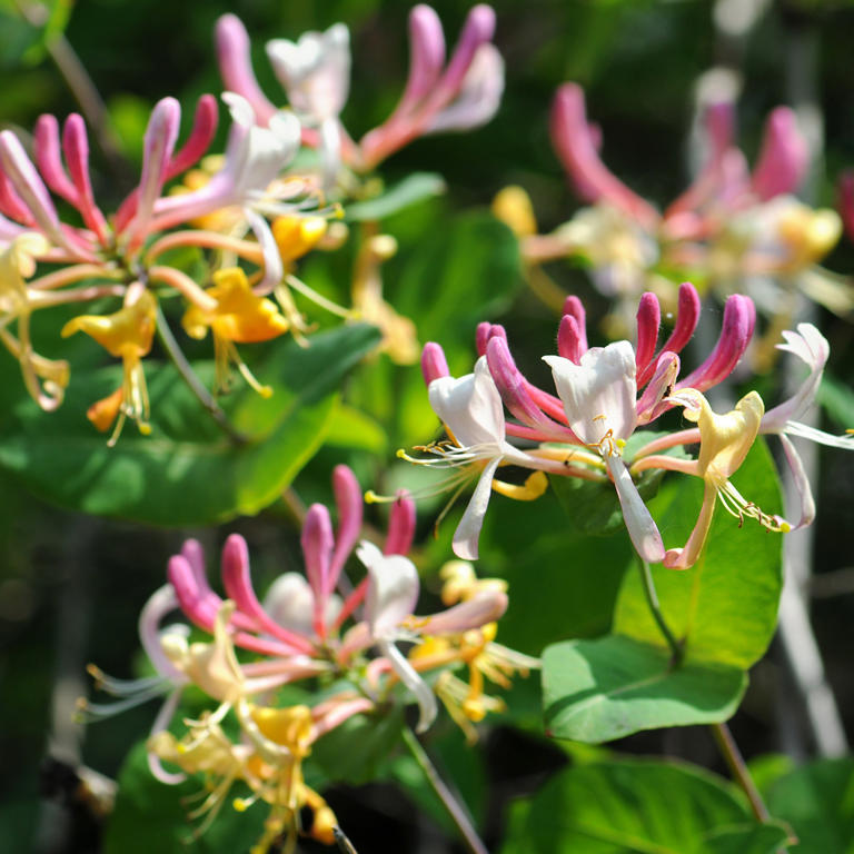 How to grow honeysuckle for stunning, fragrant blooms – they're a must ...