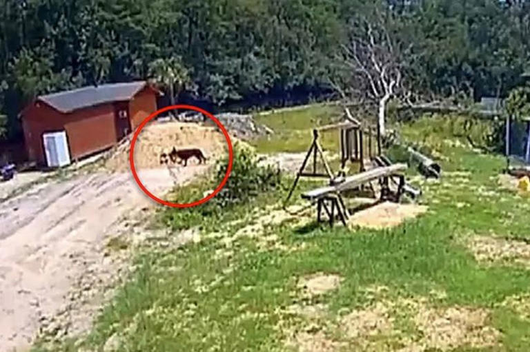 Adorable German Shepherd's haunting last moments before alligator ate