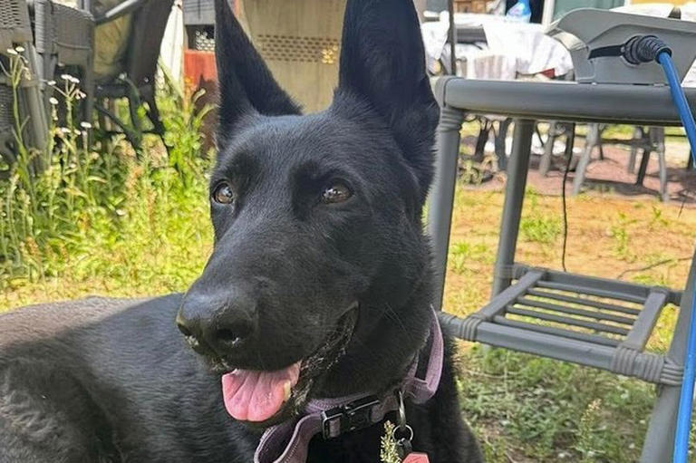 Adorable German Shepherd's haunting last moments before alligator ate