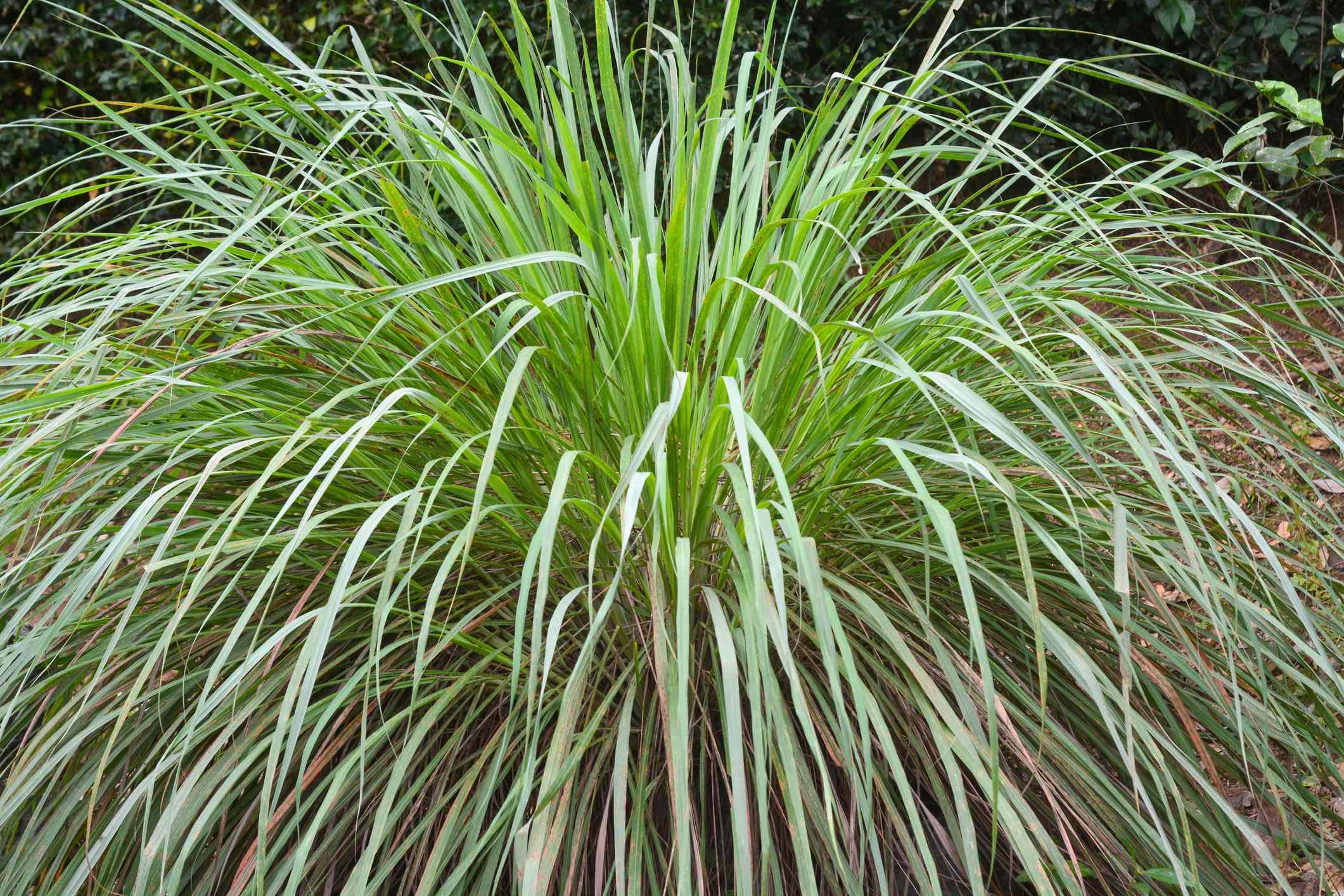 We Asked Pest Pros If Citronella Plants Repel Mosquitoes—And Their ...