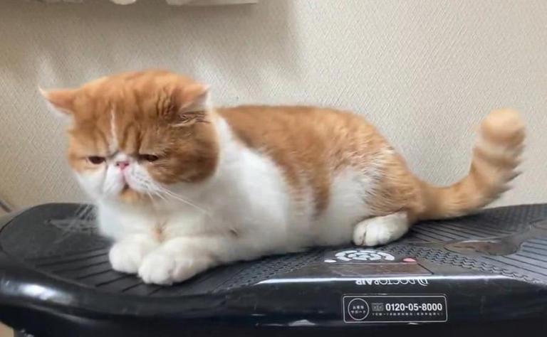早い者勝ち！！ネコちゃんブルブルマシーン 早い者勝ち！！ネコちゃんブルブルマシーン
