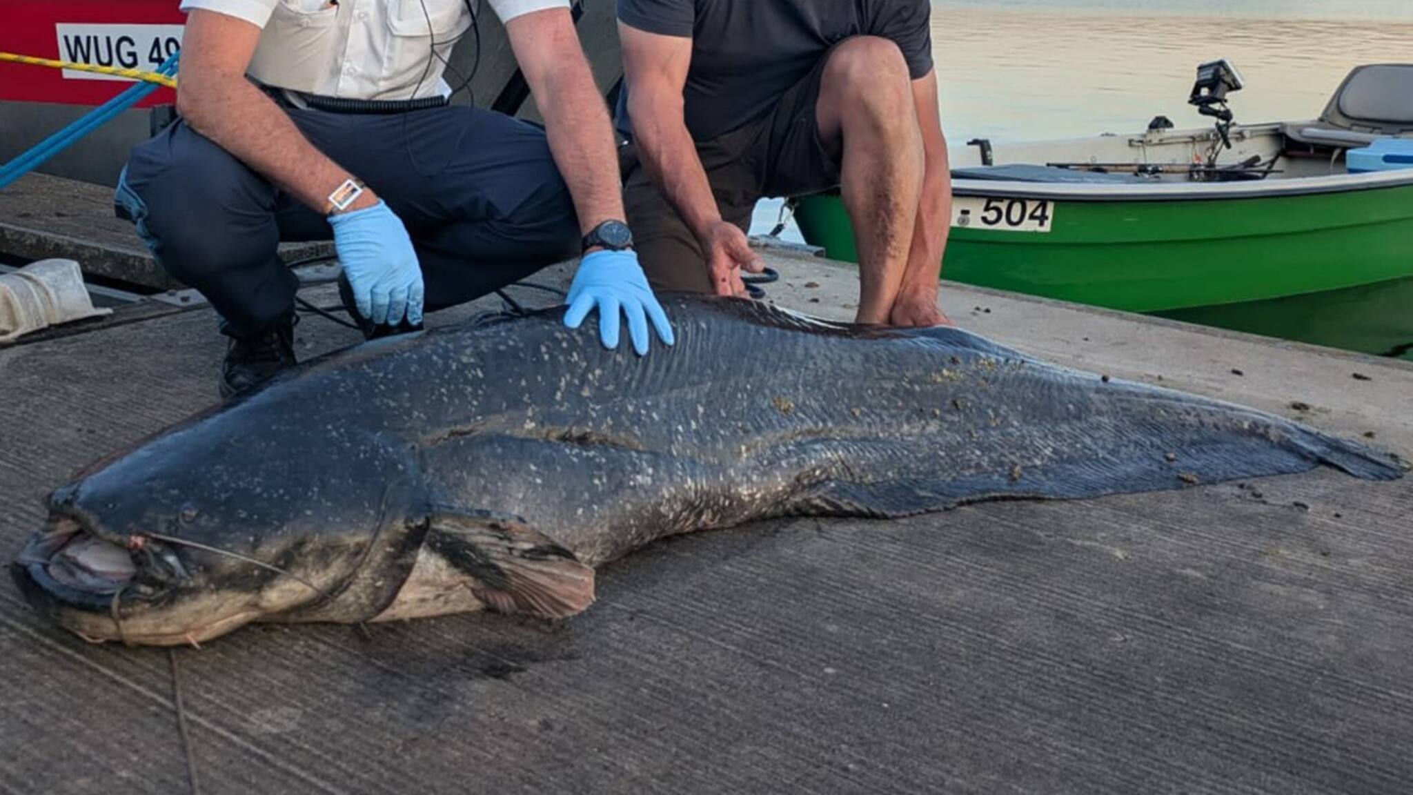 Vom Bade-Schreck zum Braten-Hit: Zwei-Meter-Wels aus dem Brombachsee ...