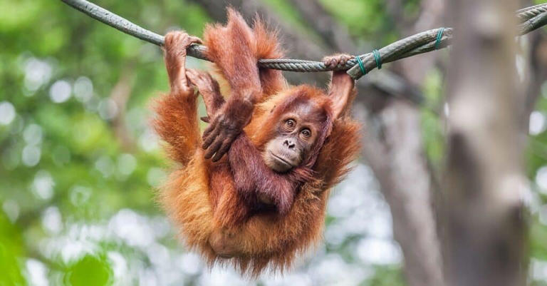 What Do Apes Eat? 9 Top Foods in Their Diet