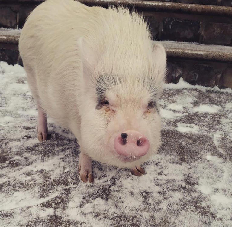 Lucy the Staten Island Pig allowed to get medical care at home after