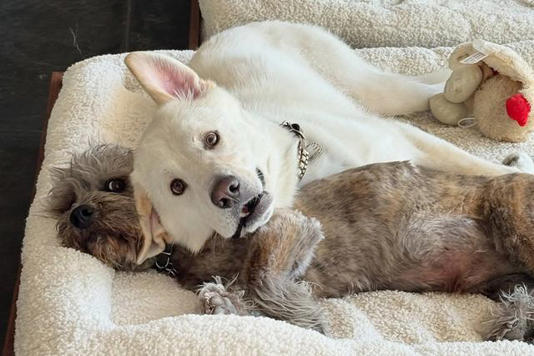Jennifer Aniston/Instagram Two of Jennifer Aniston's dogs
