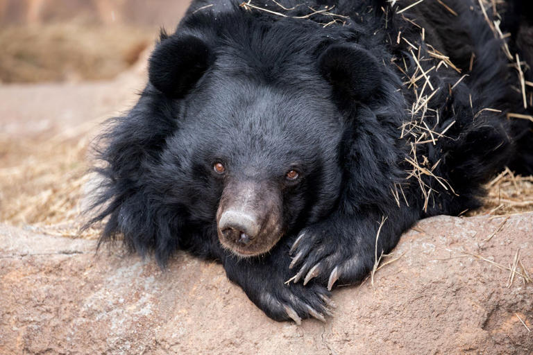 ★ALEXII★ ALEXII YAONG BEAR BLACK Formosan Black Bear-奇美博物館-Collection-0000268