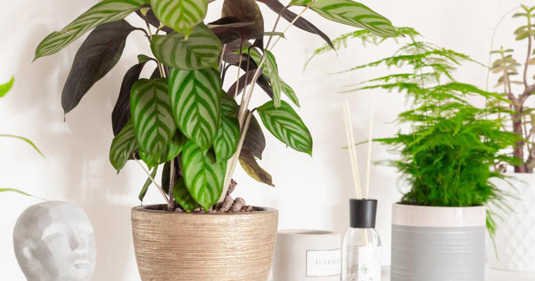 Calathea en formato XL: cómo cuidar las versiones XXL para un impacto mayor