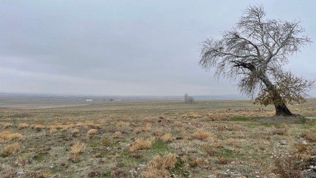 Researchers raise red flags after finding dangerous insect in new area ...