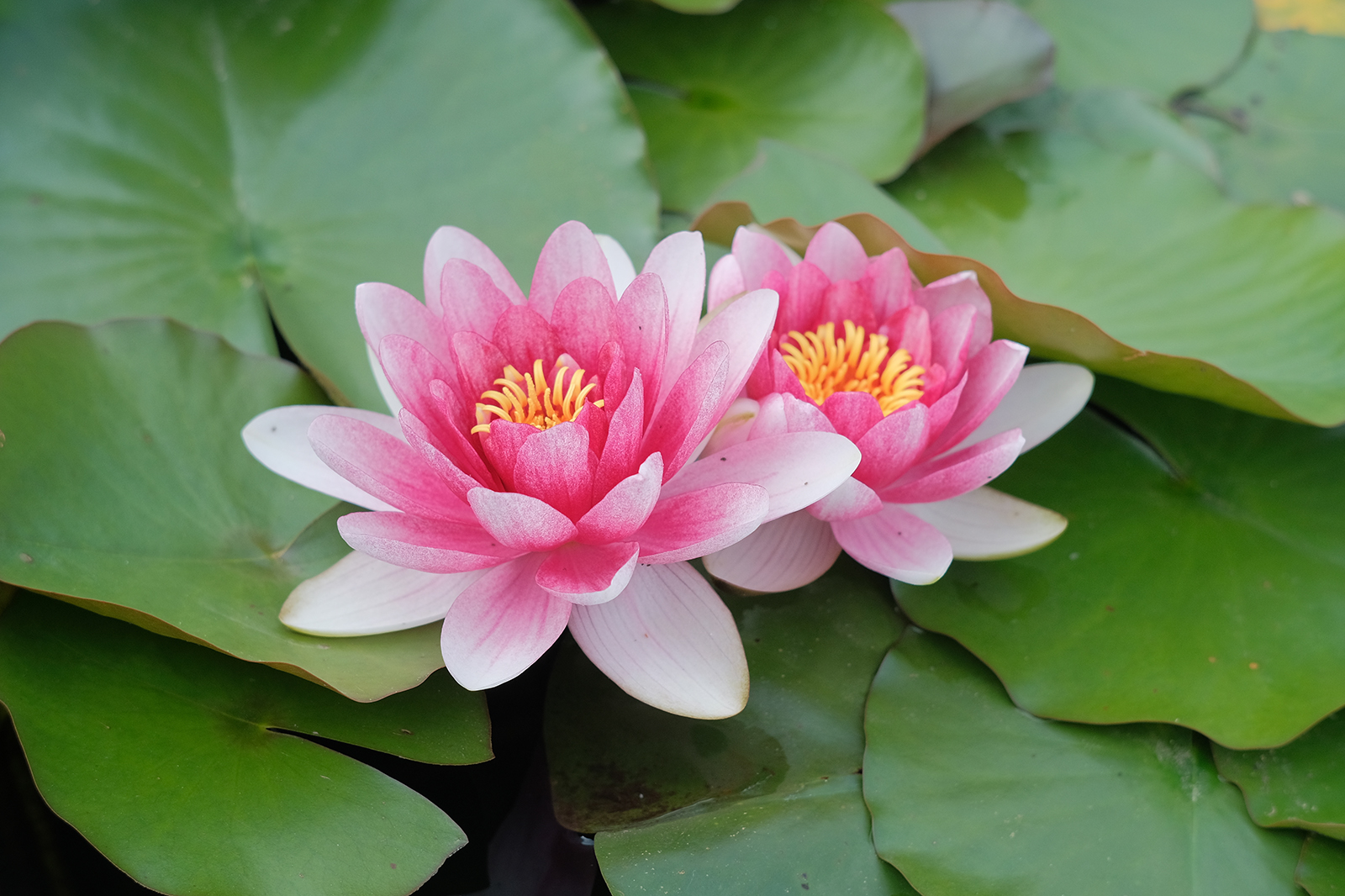 July Birth Flowers Larkspur & Water Lily Meanings & Symbolism