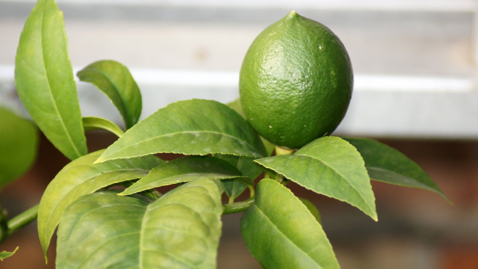 How to grow a lime tree in a pot – 4 things to get right for healthy ...