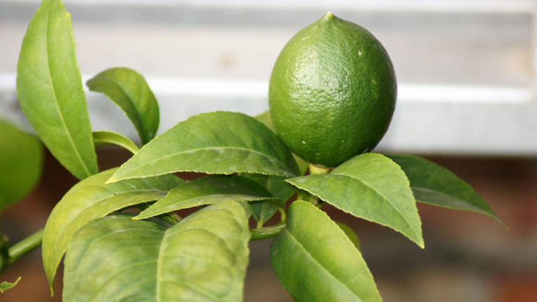 How to grow a lime tree in a pot – 4 things to get right for healthy ...