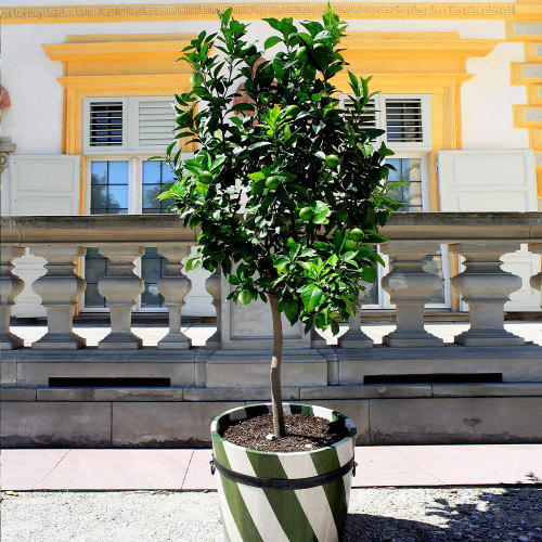 How to grow a lime tree in a pot – 4 things to get right for healthy ...