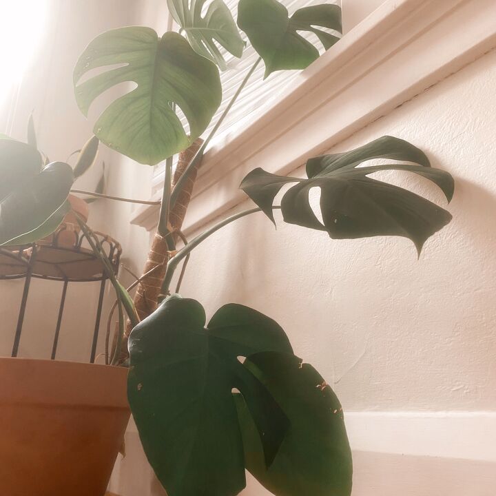 how-to-fix-a-broken-monstera-deliciosa-stem