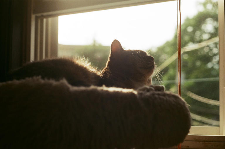 Sun-Drenched Windowsills: Seeking Warmth and Safety (image credits: unsplash)