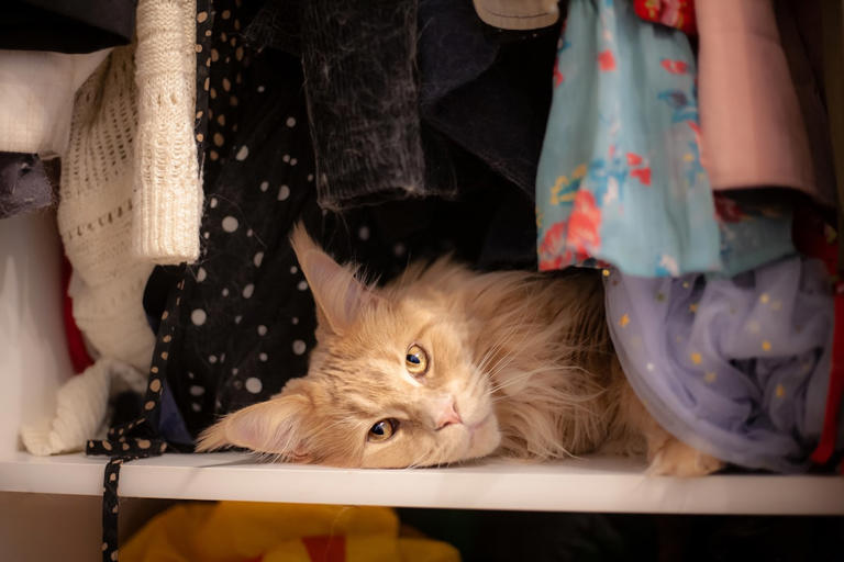 Closets and Drawers: Secret Hideaways (image credits: unsplash)