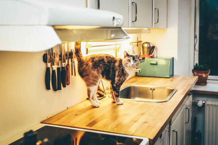 Kitchen Counters: Craving Attention (image credits: unsplash)