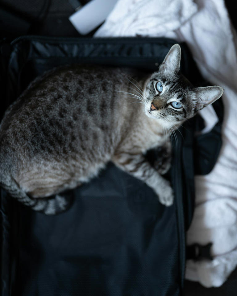 Open Suitcases: Nostalgia and Curiosity (image credits: unsplash)