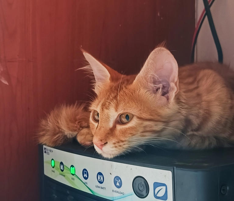 On Top of Electronics: Seeking Warmth and Attention (image credits: unsplash)