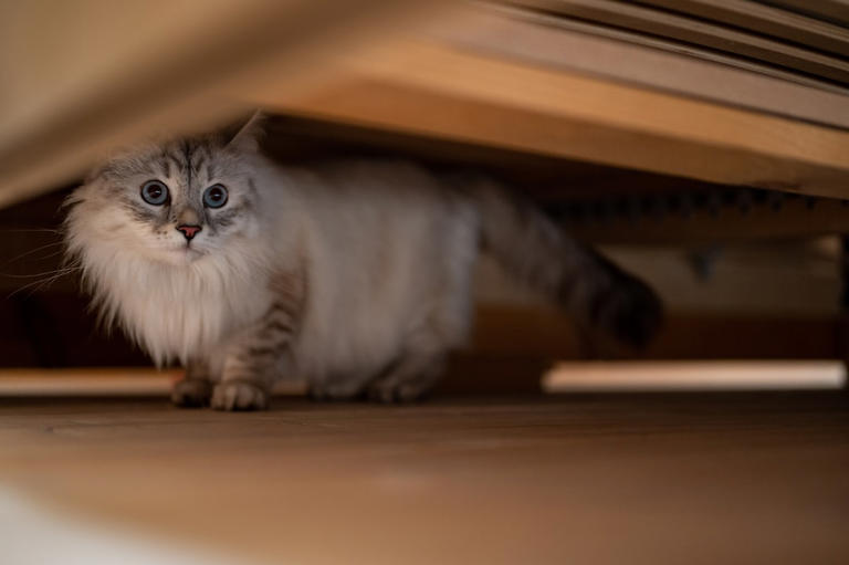 Under the Bed: Solitude and Stress Relief (image credits: unsplash)