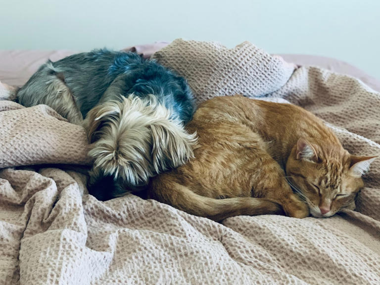 Next to Other Pets: Social Connection (image credits: unsplash)