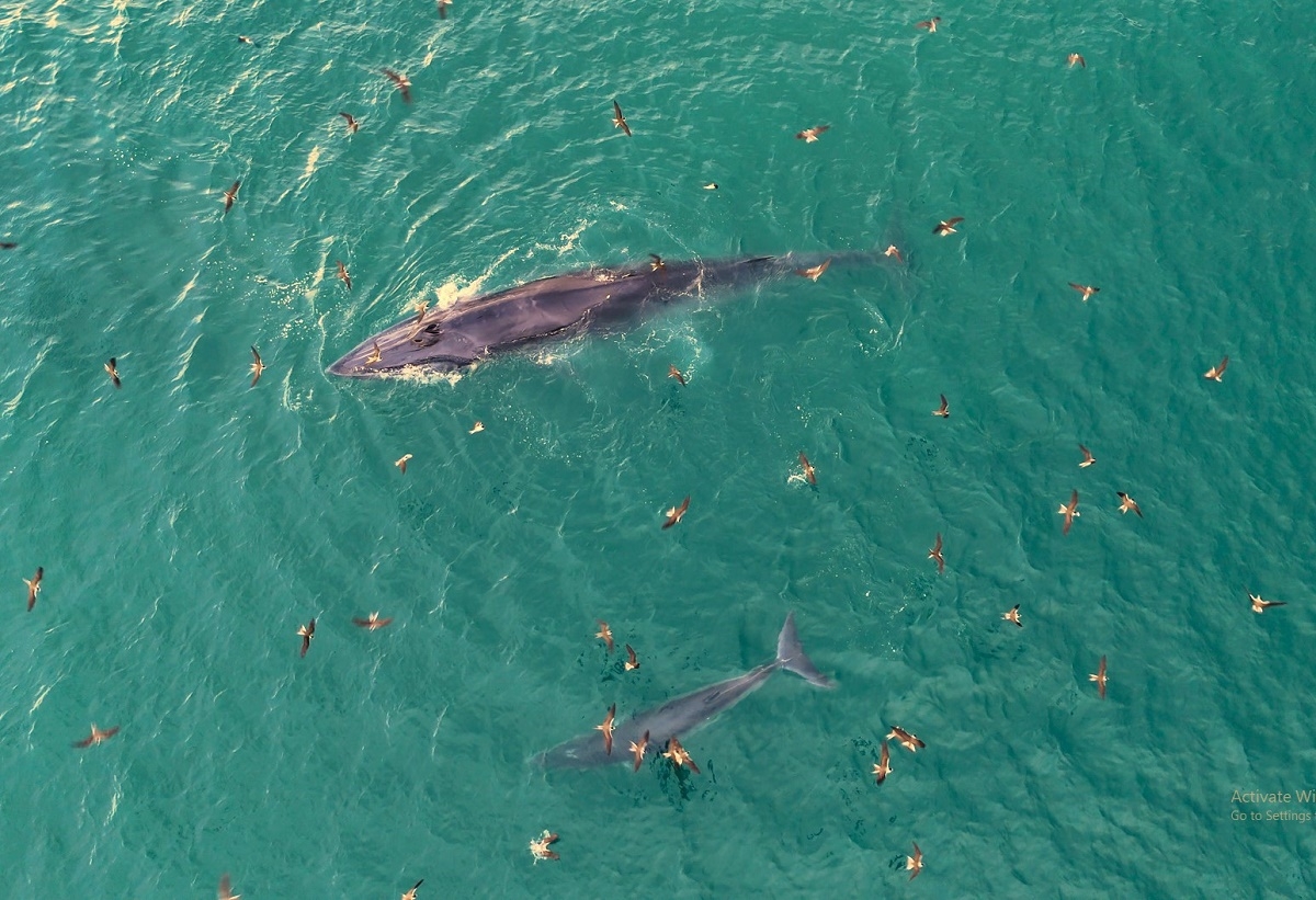 Cá voi xuất hiện ở vùng biển Gia Lai, Đăk Lăk