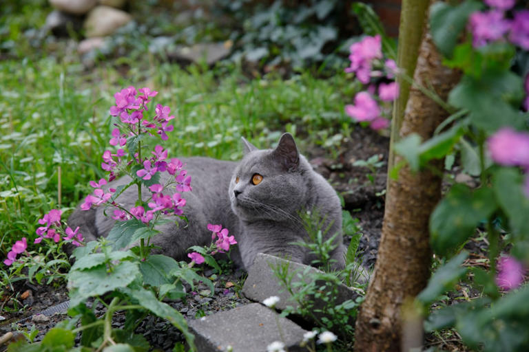 Garden Nooks: Wild Spirit (image credits: unsplash)