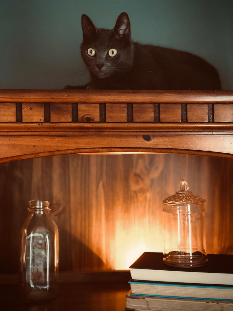 High Perches: Confidence and Curiosity (image credits: unsplash)