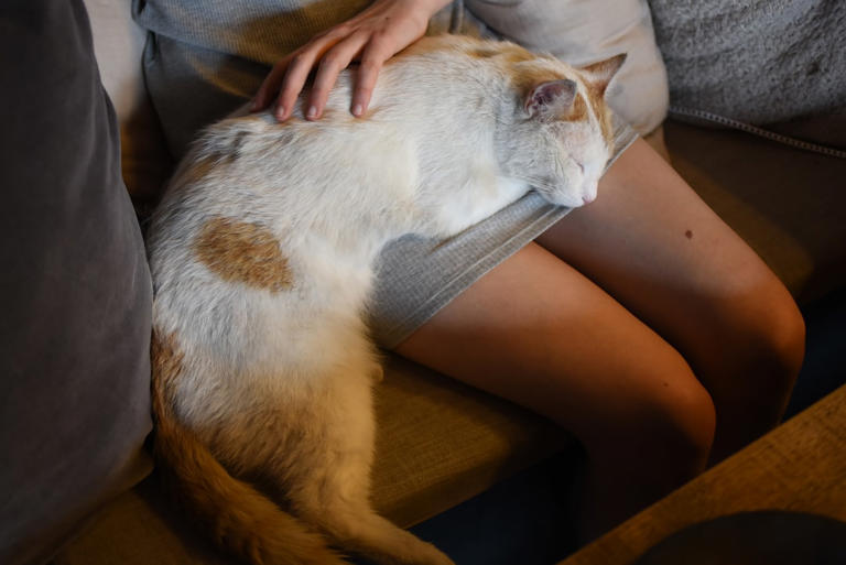 On Your Lap: Bonding and Affection (image credits: unsplash)