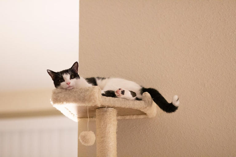 Cat Trees and Hammocks: Independence and Play (image credits: unsplash)