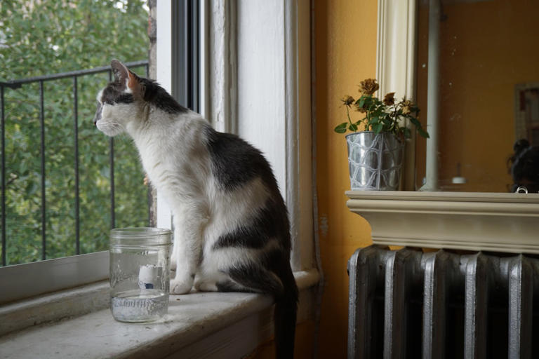 Window Ledges: Dreamers and Watchers (image credits: unsplash)