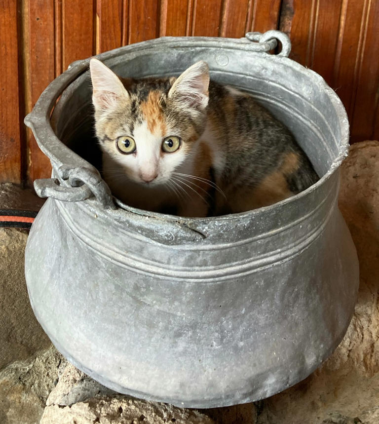 Pet Carriers: Mixed Emotions (image credits: unsplash)
