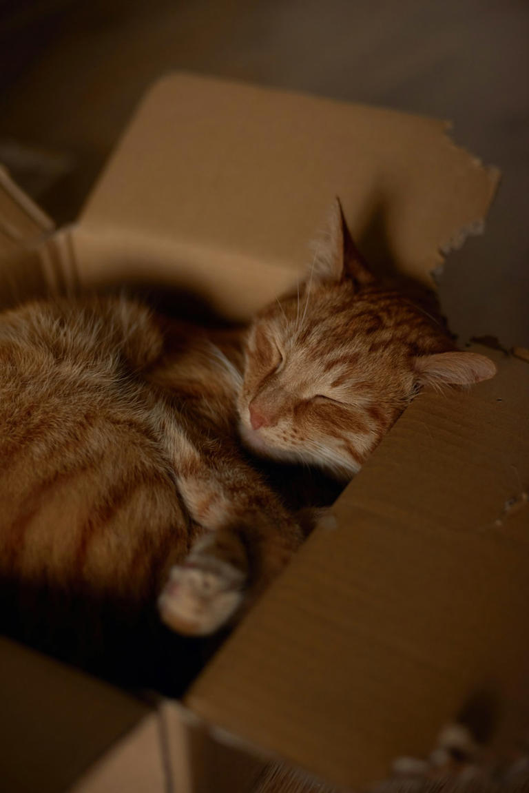 Cardboard Boxes: Comfort in Enclosed Spaces (image credits: unsplash)
