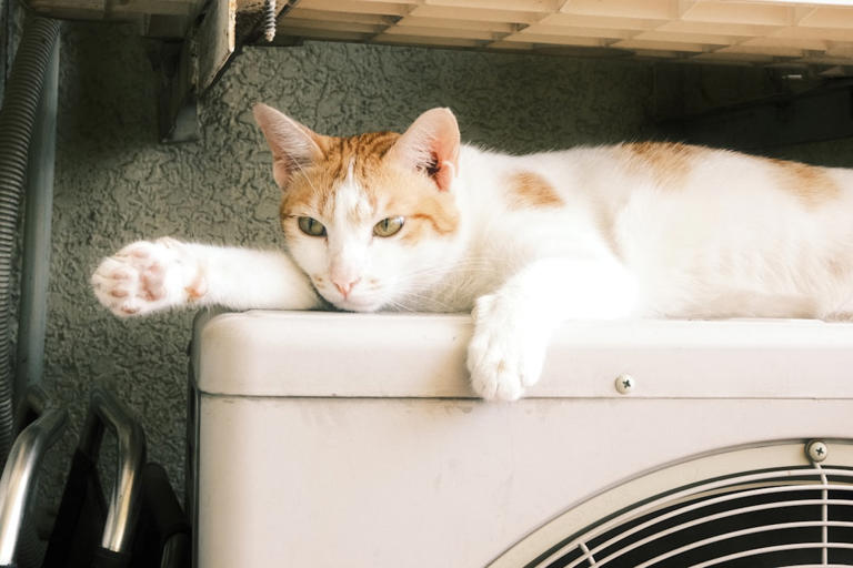 Radiator Beds: Chasing Coziness (image credits: unsplash)