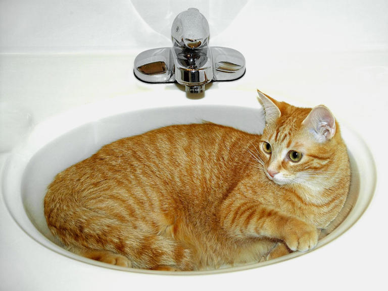 Bathroom Sinks: Cool Relief (image credits: unsplash)