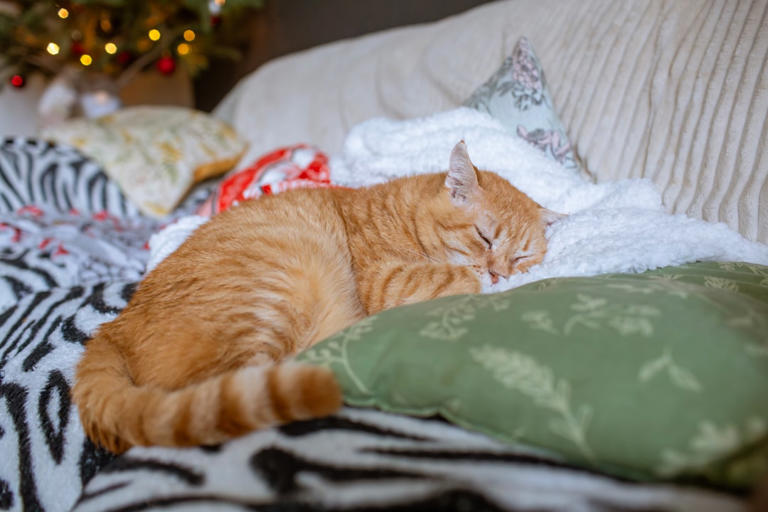 Pillows and Cushions: Soothing Softness (image credits: unsplash)