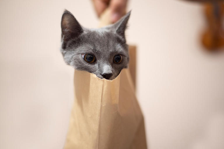 Paper Bags: Novelty and Adventure (image credits: unsplash)