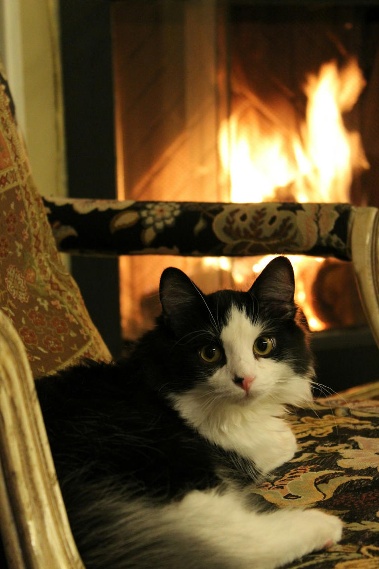 Near Heaters or Fireplaces: Instinct for Warmth (image credits: unsplash)