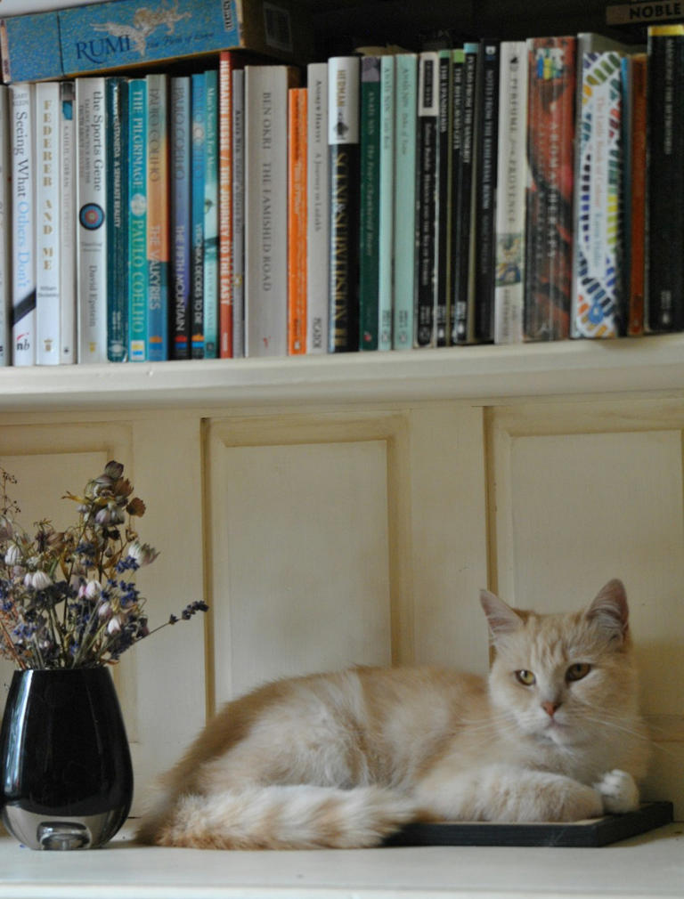 Inside Bookshelves: Quiet Intelligence (image credits: unsplash)