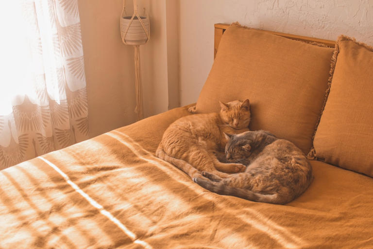 In Your Bed: Deep Trust and Attachment (image credits: unsplash)