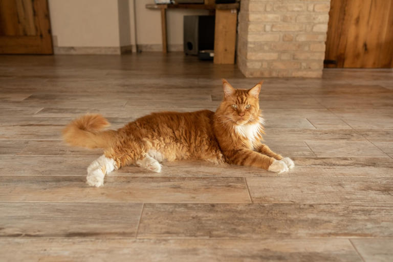 In the Middle of the Floor: Confidence on Display (image credits: unsplash)