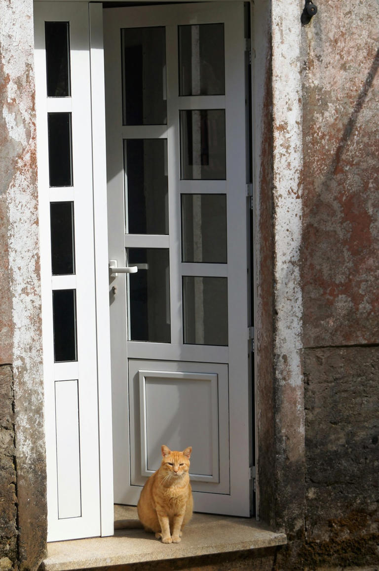 Near the Front Door: Anticipation and Loyalty (image credits: unsplash)