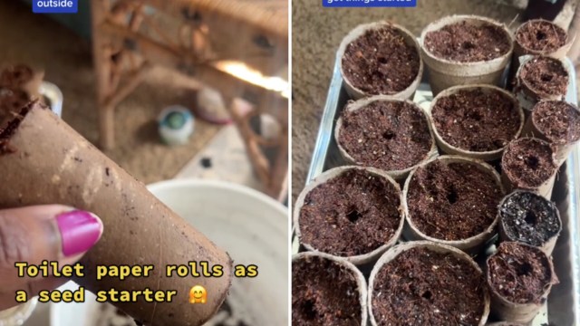 Gardening expert shares budget-friendly hack using old toilet paper ...
