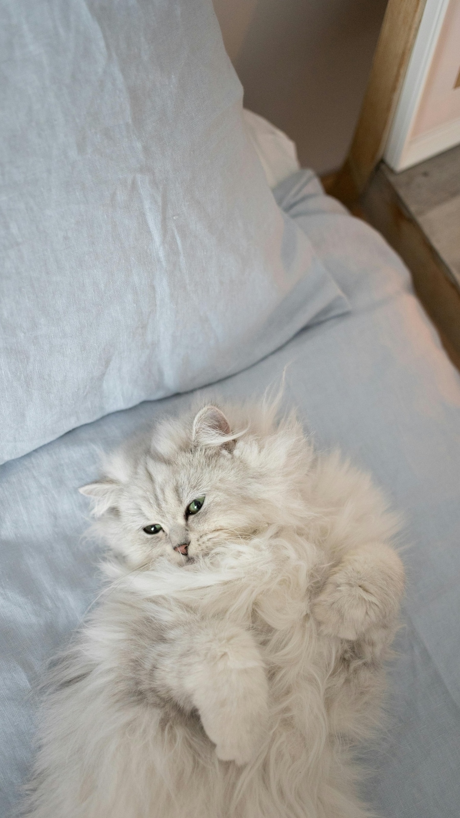 Cat breeds with the prettiest eyes
