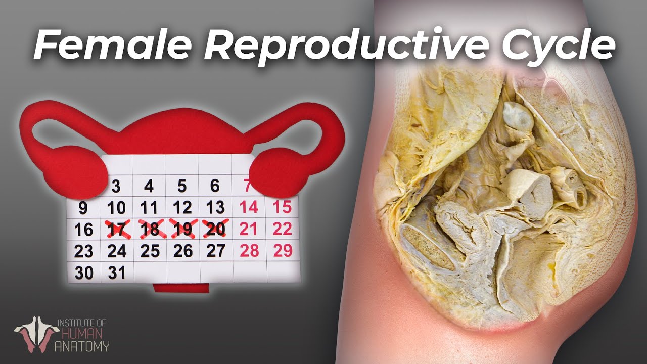 The Essential Facts About a Woman’s Cycle Everyone Should Know