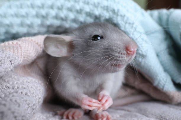 7 reasons to consider keeping rats as pets